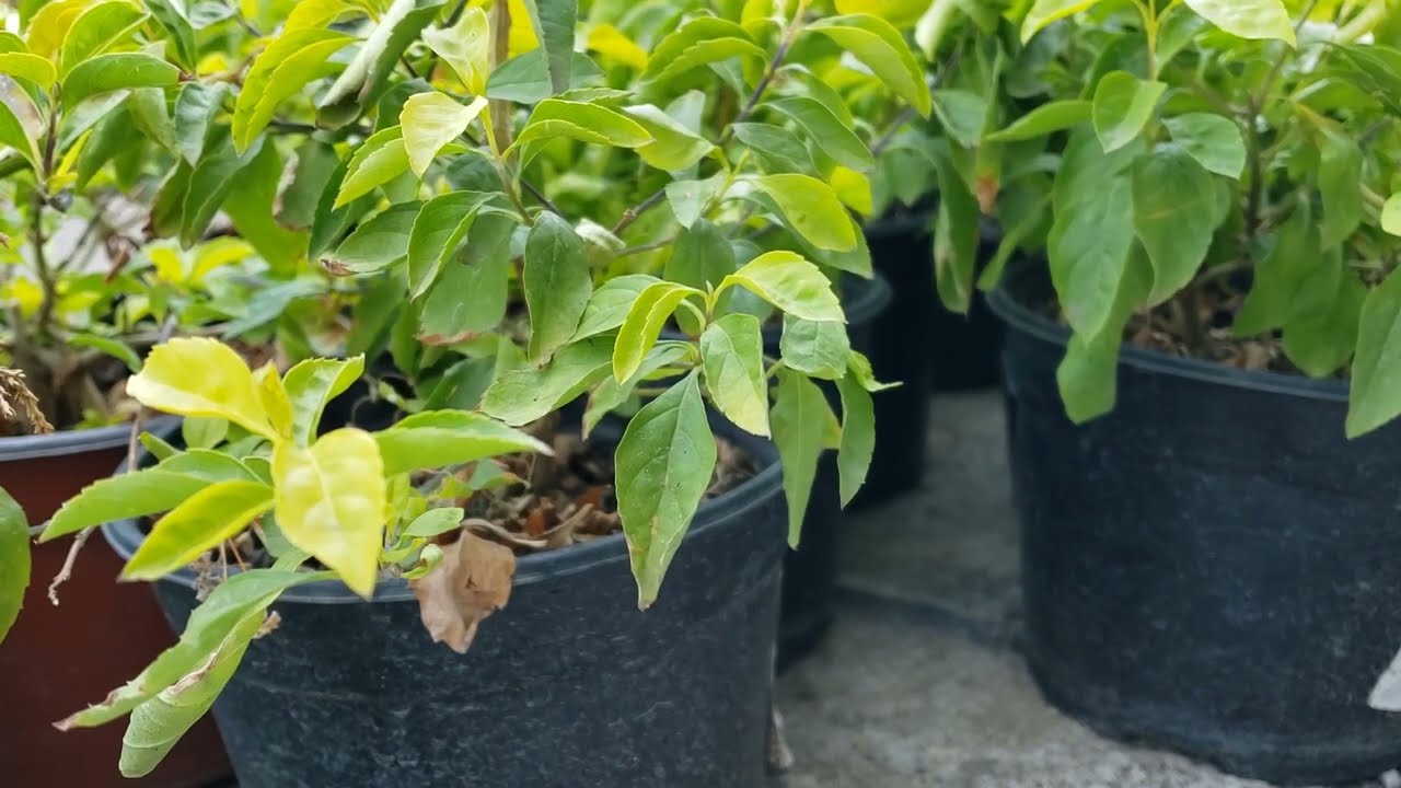 Timelapse of Duranta plant after watering it