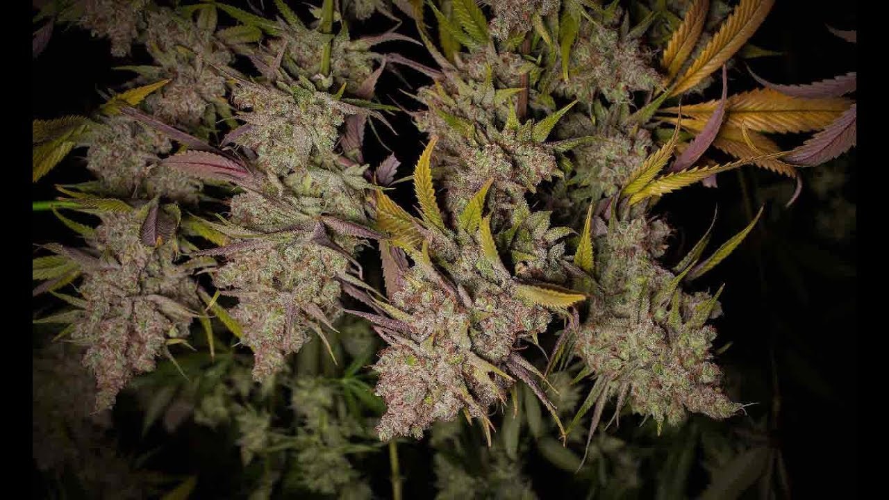 Cannabis DIY: Create Your Own Cannabis Drying Room at Home / Derek Gilman / Green Flower