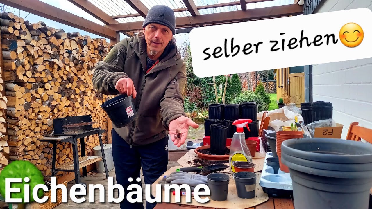 Eichen B&auml;ume selber ziehen 🌳 Waldprojekt Brennholz Wildschutzzaun und mehr #forstwirtschaft #b&auml;ume