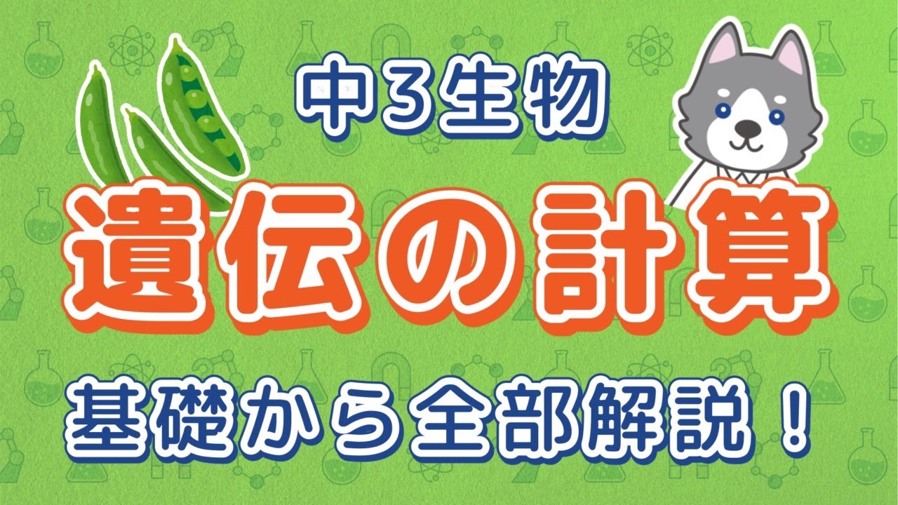 中3理科『遺伝子の計算』＊ひ孫の応用問題までわかりやすく解説