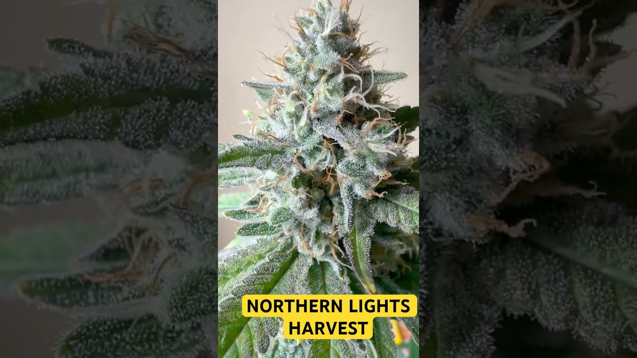 NORTHERN LIGHTS HARVESTED!