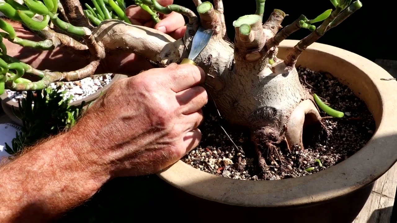 Houseplant to Bonsai, Part 2, The Bonsai Zone, June 2022