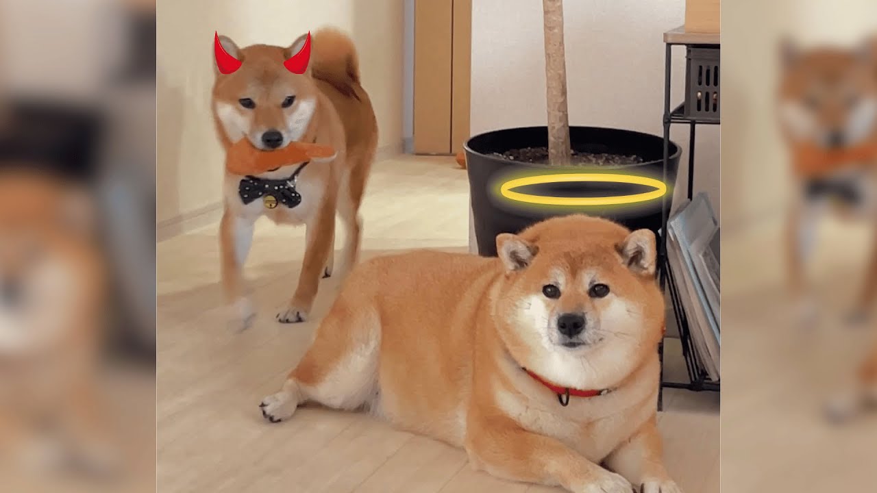 Funniest shiba inu Videos 2023 😂 New Funny Shiba Inu best Videos 😺🐶 Part 10   Tik Toks Compilatio