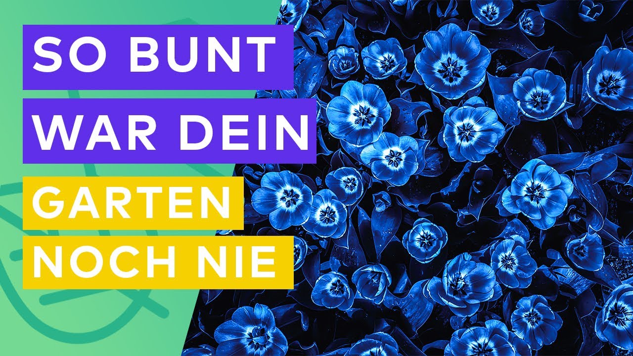 12 Pflanzen mit spektakulären Farben für deinen Garten in Deutschland!