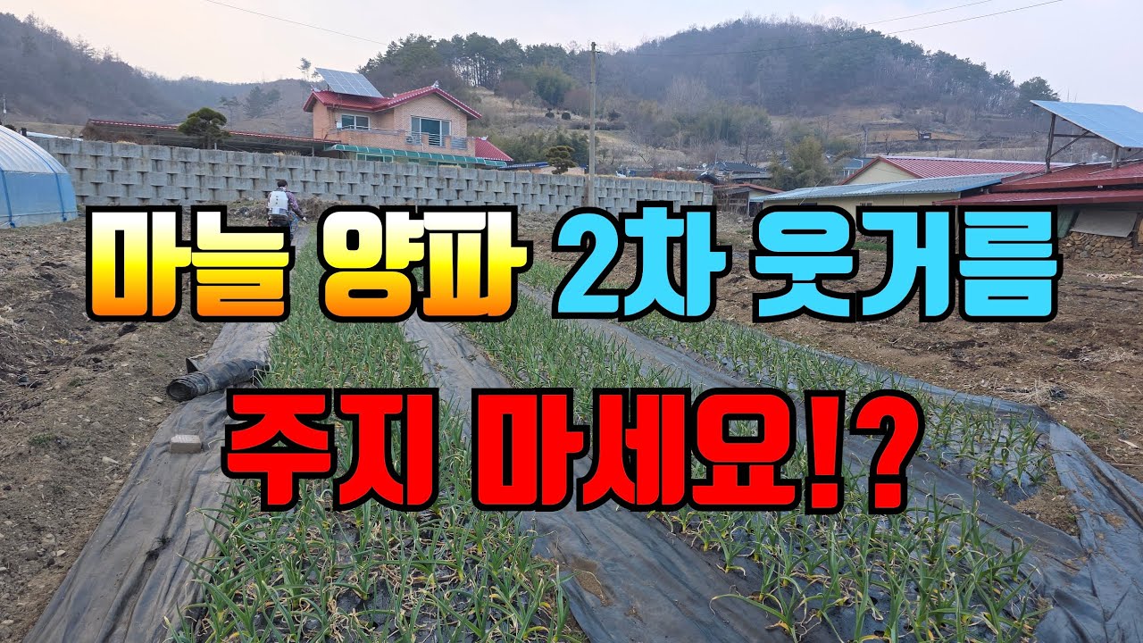 마늘 양파 2차 웃거름 주지 말고 이것부터 하자!