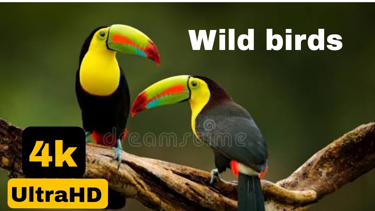 Nature And Wild birdsVideo,&ndash; Bird is beautiful creature on our planet