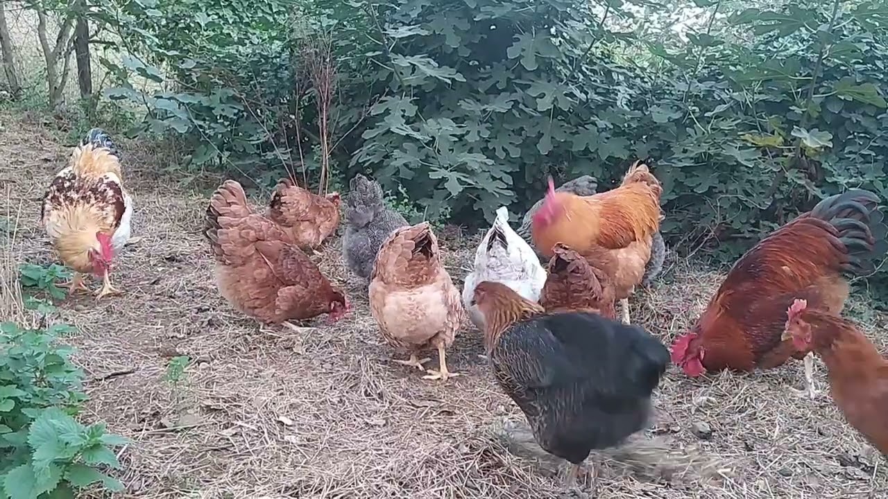 MELEZ TAVUKLAR B&Uuml;Y&Uuml;YOR