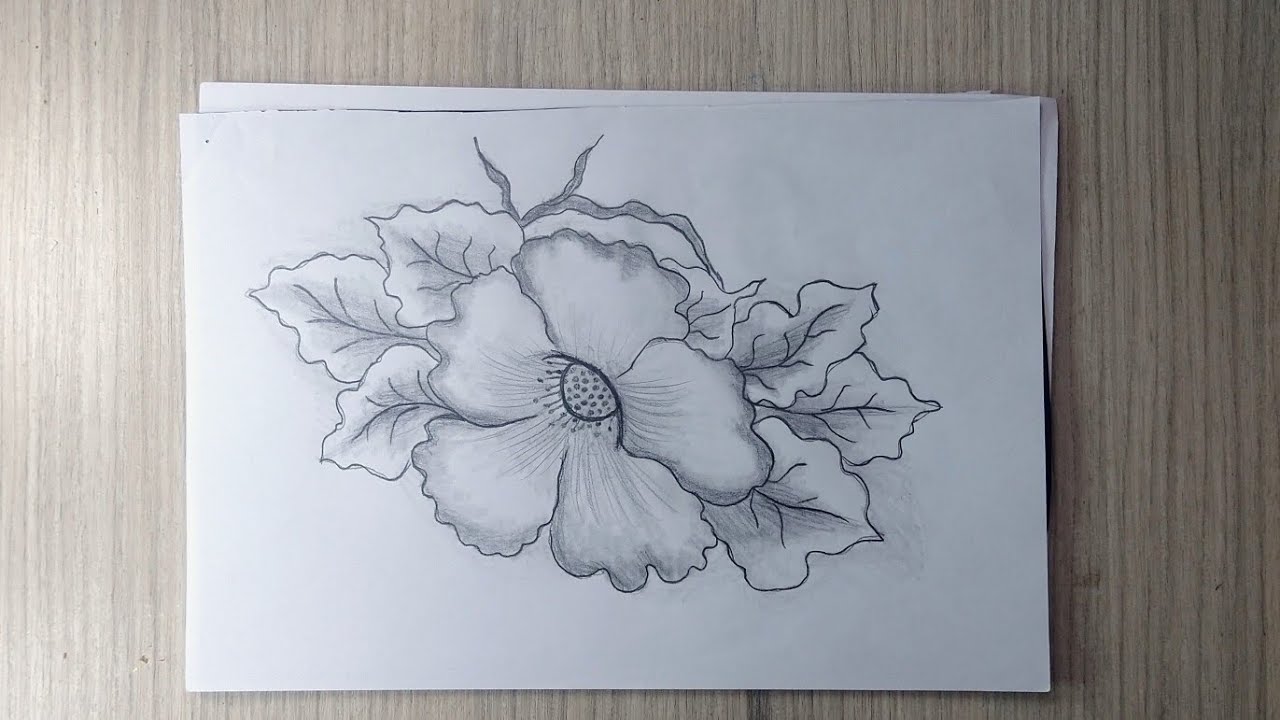 Freehand  graphite flower drawing