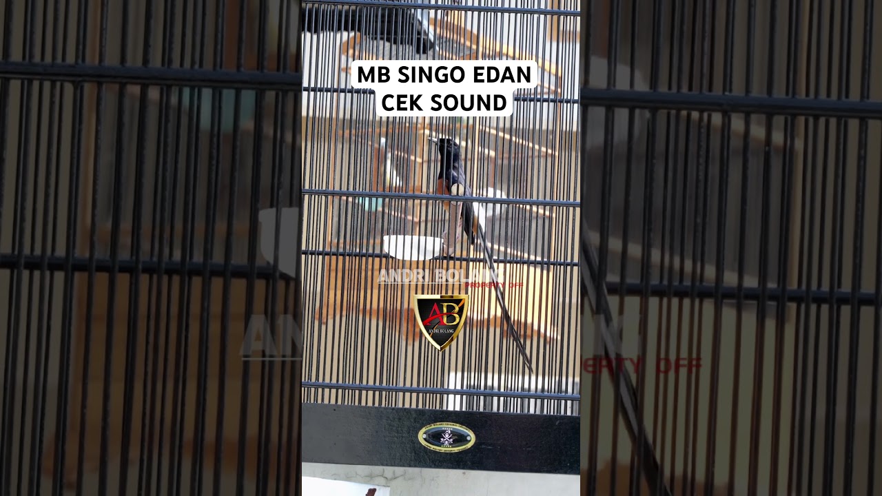 MURAI BATU SINGO EDAN CEK SOUND #andribolang #kicaumania #bunyimurai #bolangproduction