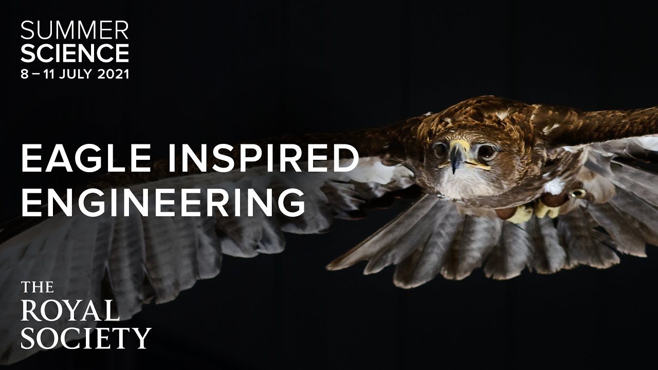 Would planes fly better if they were more like birds? | The Royal Society