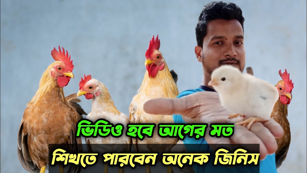 ভিডিও হবে আগের মত শিখতে পারবেন অনেক জিনিস #shakilfarming #murgi