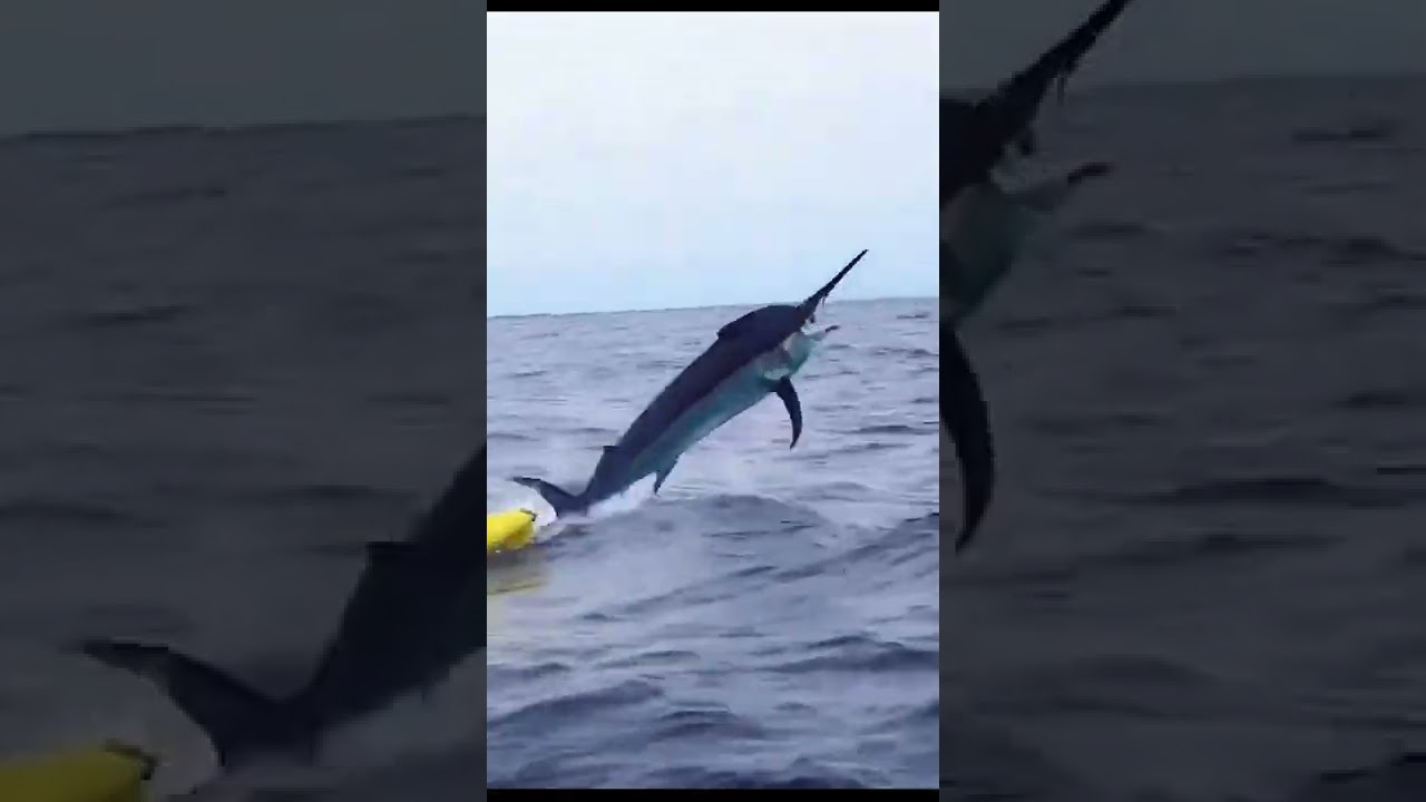 Marlin pulling Fisherman in KAYAK