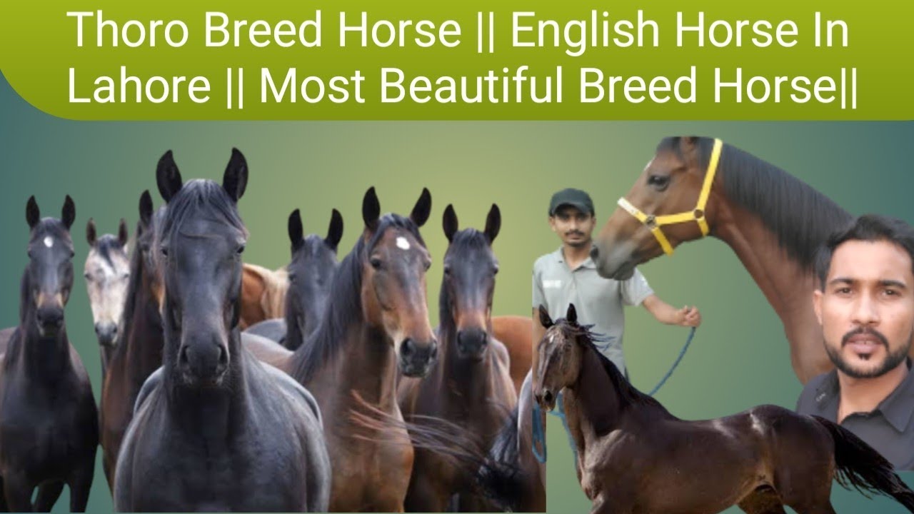 Thoro Breed Horse || English Horse In Lahore || Most Beautiful Breed Horse|| Pakistan point
