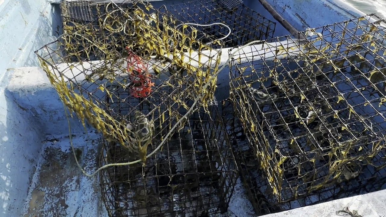 Pesca de pez globo con trampa