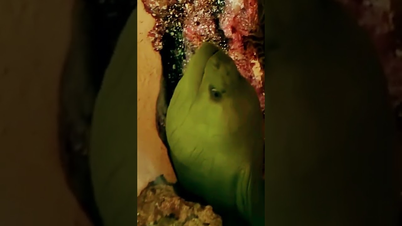 green moray eel underwater#creatures on earth#shorts