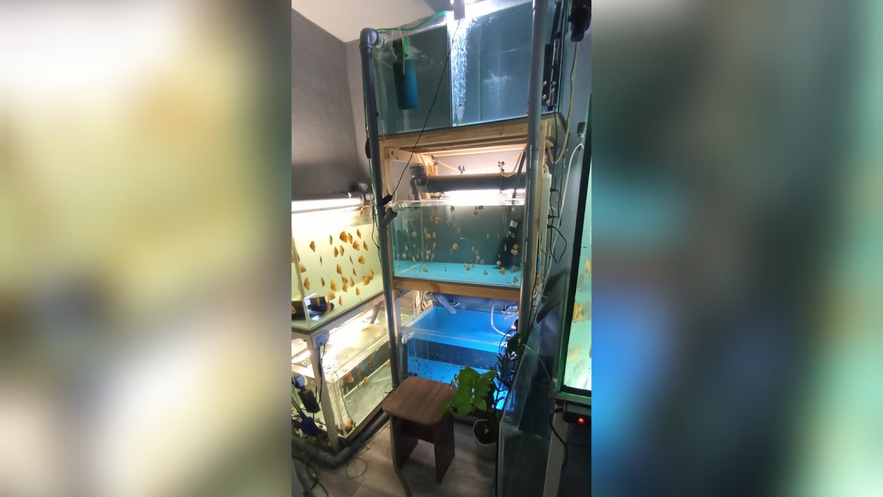 мини разводня дискусов.