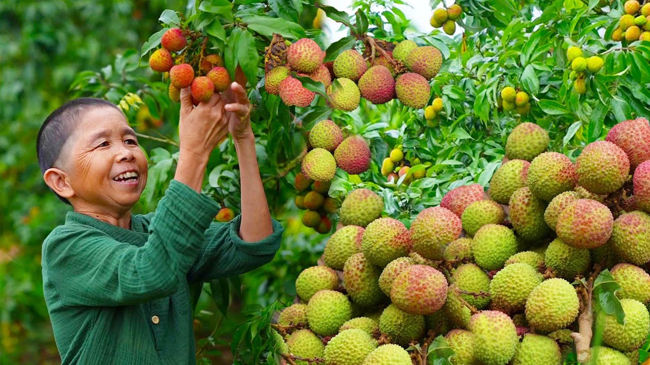 Сушеные личи, обжаренные 24 часа два месяца назад