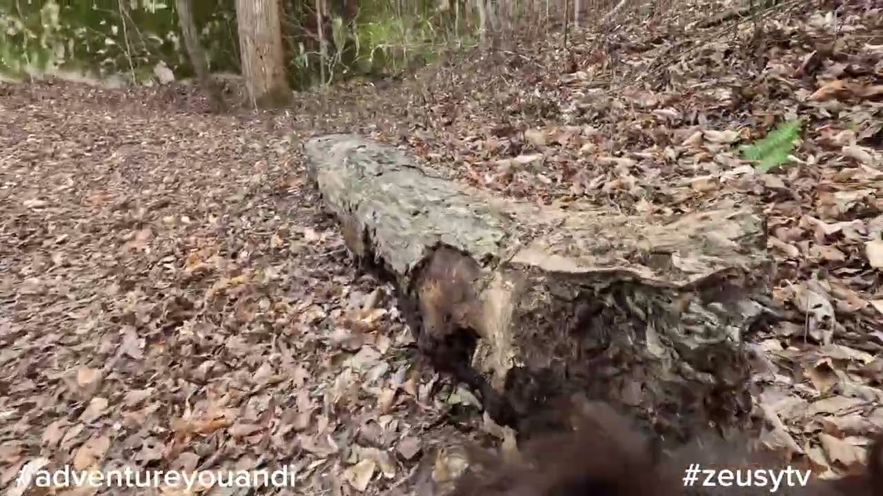Hiking along the Cumberland River      #adventureyouandi   #zeusytv