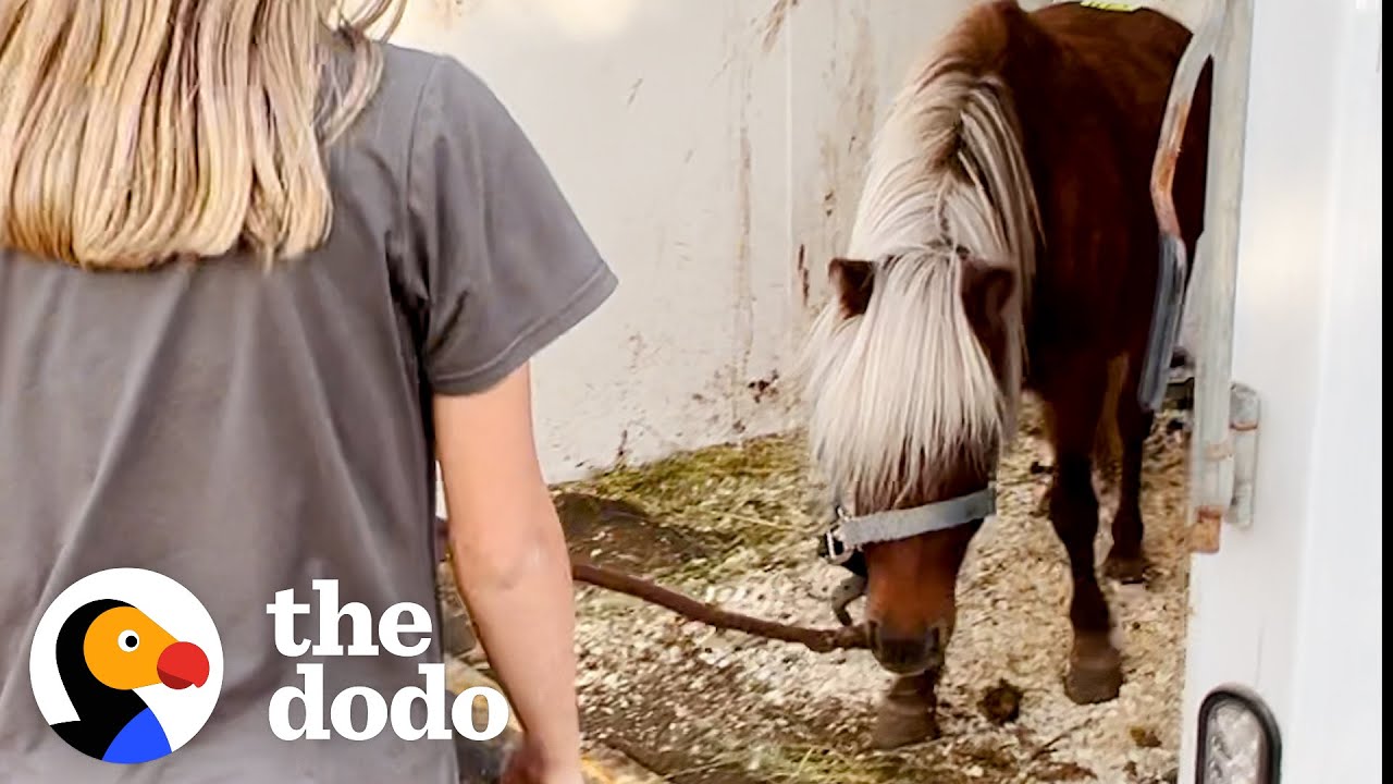 Aggressive, Pregnant Pony Completely Transforms | The Dodo