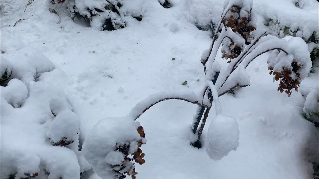 Hortensien im Herbst schneiden??? 🤔