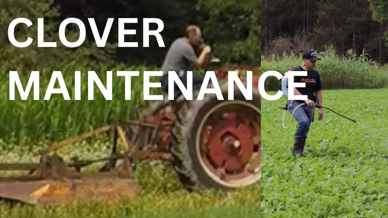Maintaining clover plots