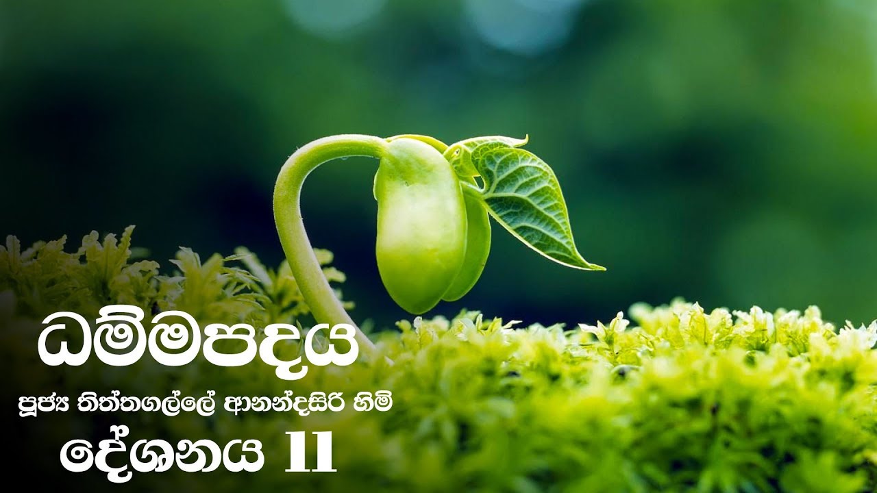 Dammapadaya | ධම්මපදය | 11