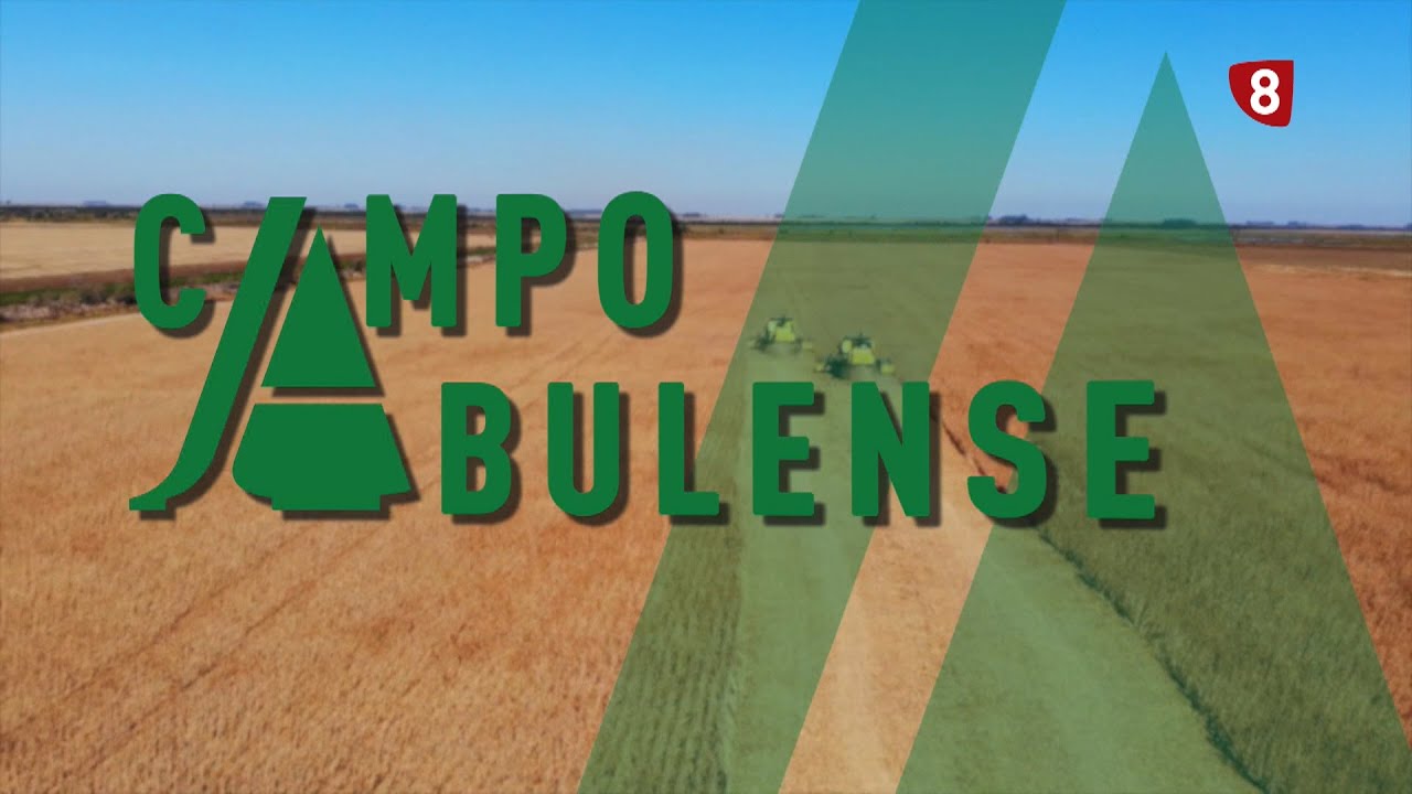 CAMPO ABULENSE 08-01-2026