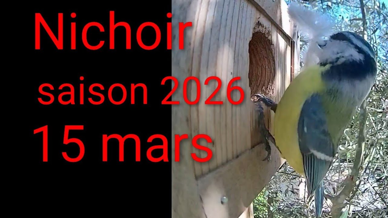 Nichoir saison 2026: 15 mars construction du nid des mésanges bleues #nichoir #nature #birds