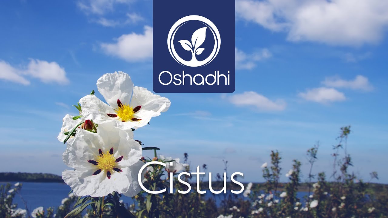 Cistus (Cistus ladaniferus) | Essential-Oil-Plant Portrait by Dr. Malte Hozzel