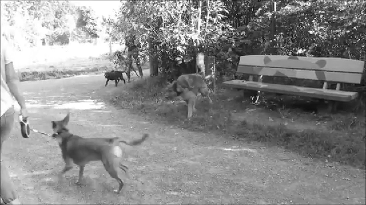 Hundeerziehung: Leinenaggression erfolgreich abtrainieren, Leinenrambo, aggressiver Sch&auml;ferhund