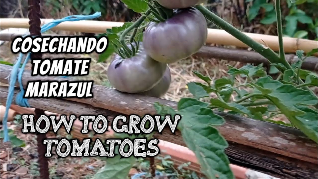 Cosechando primer TOMATE azul- morado 