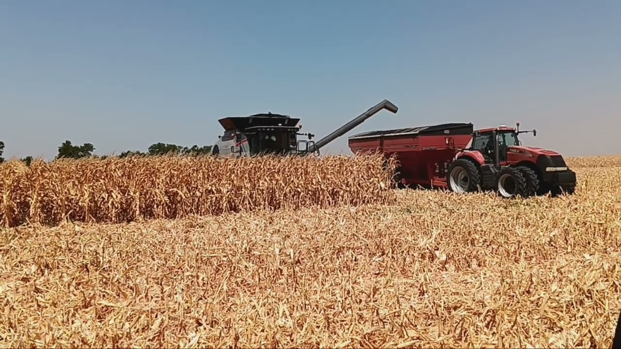 Corn harvest 2023 starts in Central Texas
