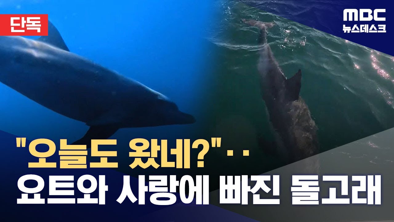 [단독] 강릉항에 출근 도장‥요트와 사랑에 빠진 돌고래? (2026.01.07/뉴스데스크/MBC)
