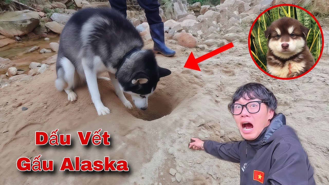 Ngáo Husky Đánh Hơi Phát Hiện Dấu Vết Của Gấu Alaska Và Một Thành Viên Team Gặp Nạn | Dương KC