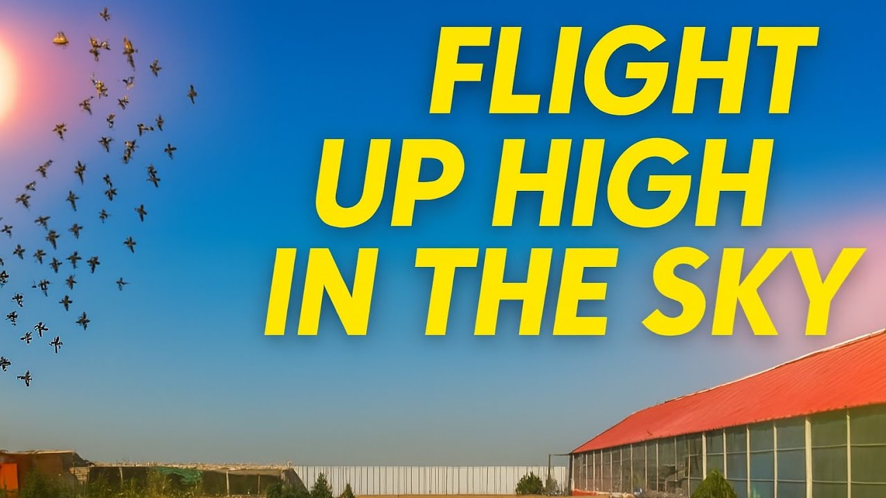 High-Flying Action: Racing Pigeons Soar Through the Skies at Harboi Mountains One Loft Race!