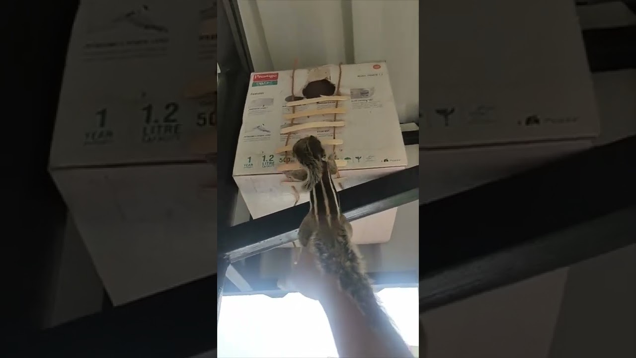 Squirrel Mom Carrying a Baby Climbs Owner&rsquo;s Arm Then into Custom House