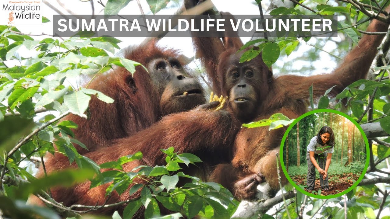 Sumatra Wildlife Volunteer