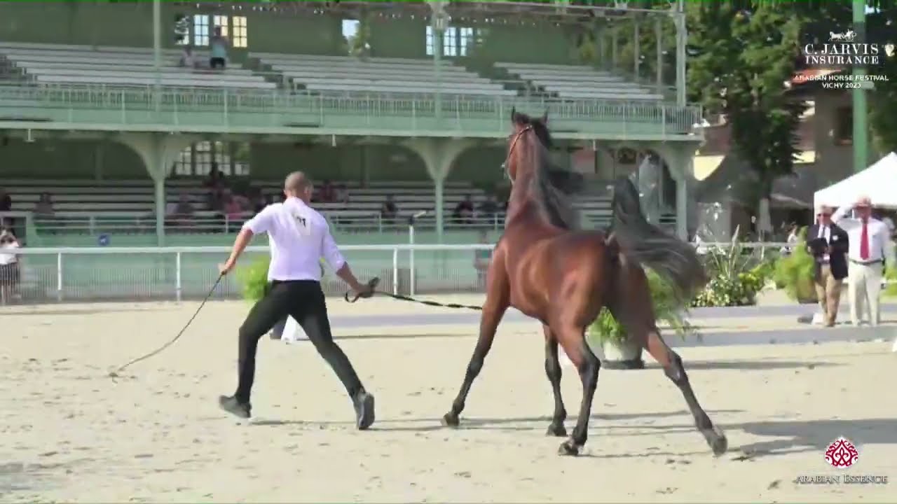 N.181 RAASIM ACNAIBAC - European Championship of Egyptian A.H.- Vichy 2023 - Stallions 4-6 Years...