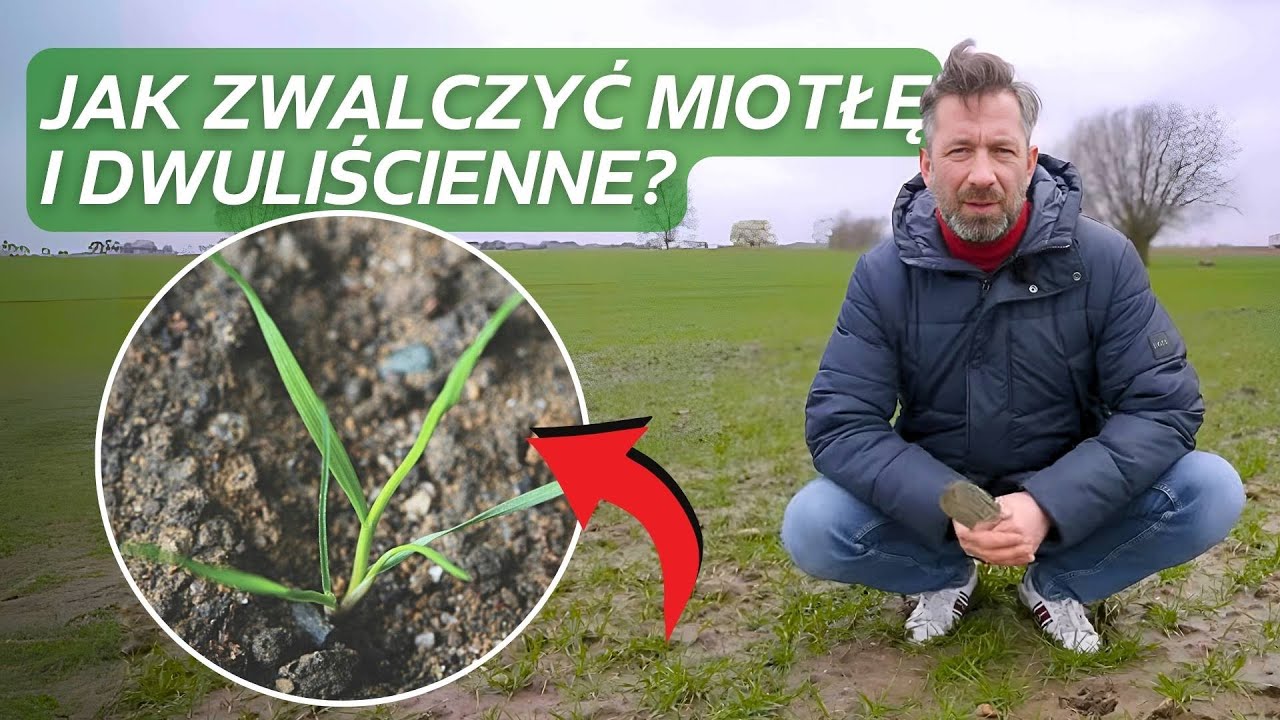 Skuteczne rozwiązanie na Miotłę i dwuliścienne w zbożach- PUMA+SEKATOR PAK 😎