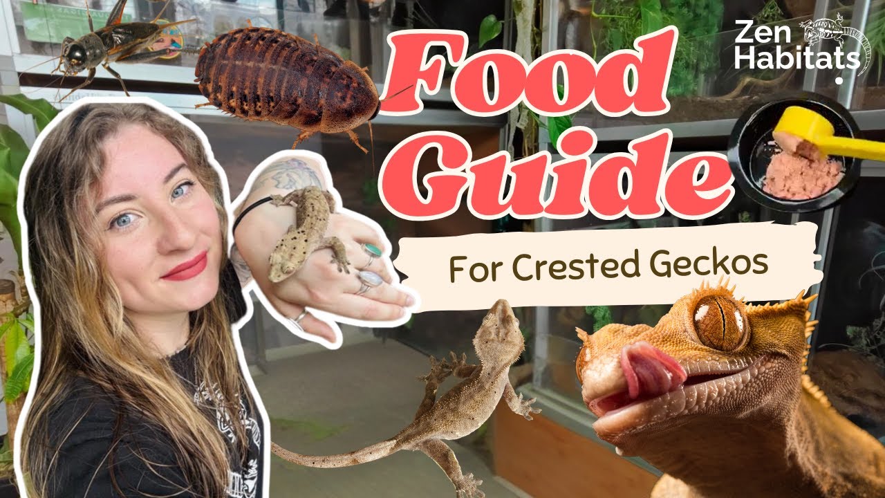 Crested Gecko Food Guide: Best Diet, Feeding Schedule & Care Tips