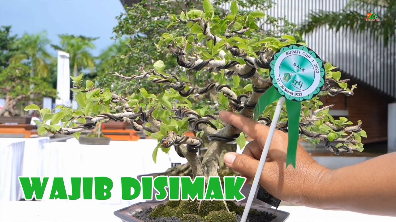 DASAR PENILAIAN YANG PERLU DIKETAHUI  || Oleh zuka zuka balibonsai