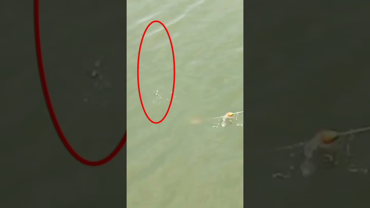 CARA MANCING IKAN NILA LOBANG