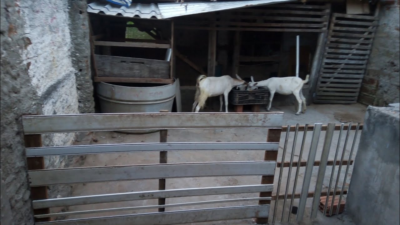 criando cabra no quintal