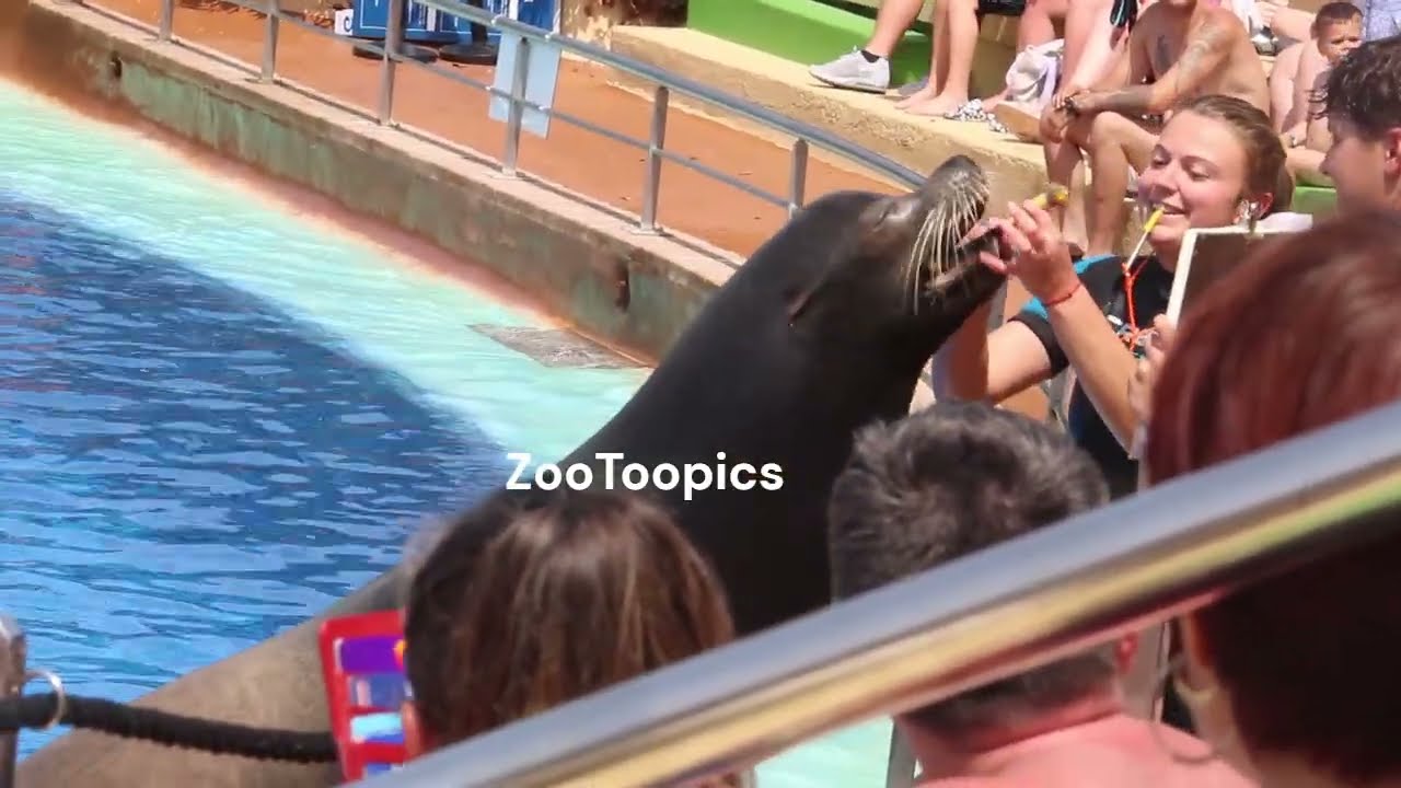 Sea lion show 2023 Marineland Catalunya