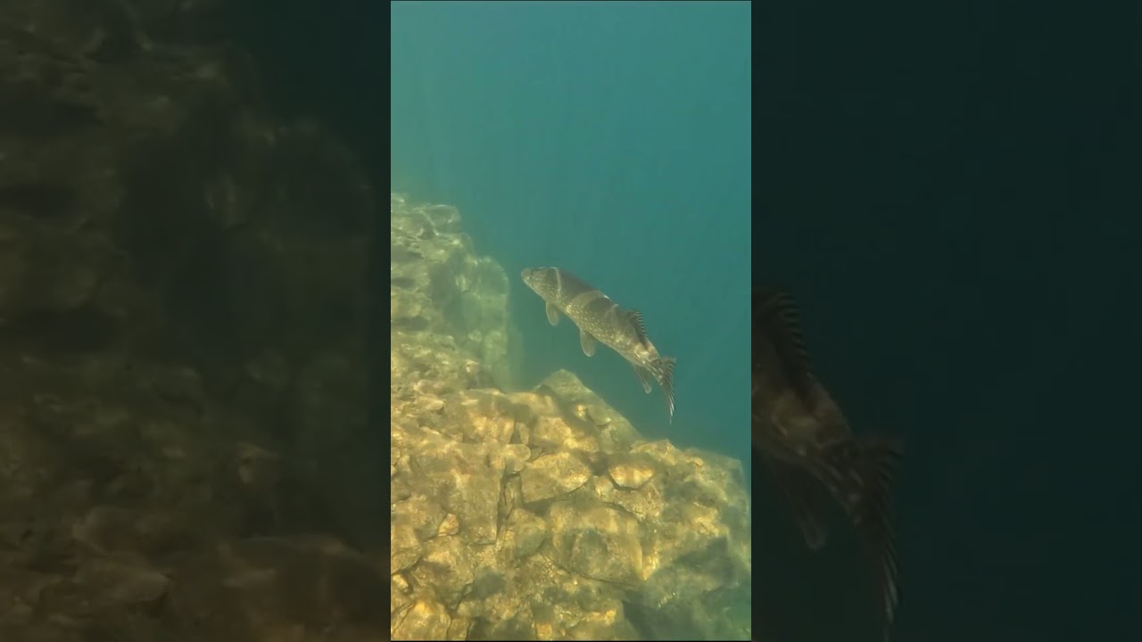 carnivorous fish