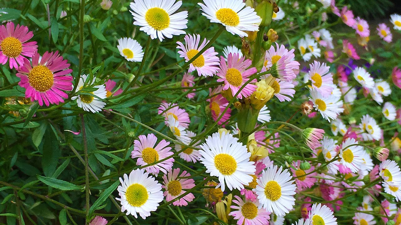 Erigeron karvinskianus (Mexican fleabane/Mexican daisy)