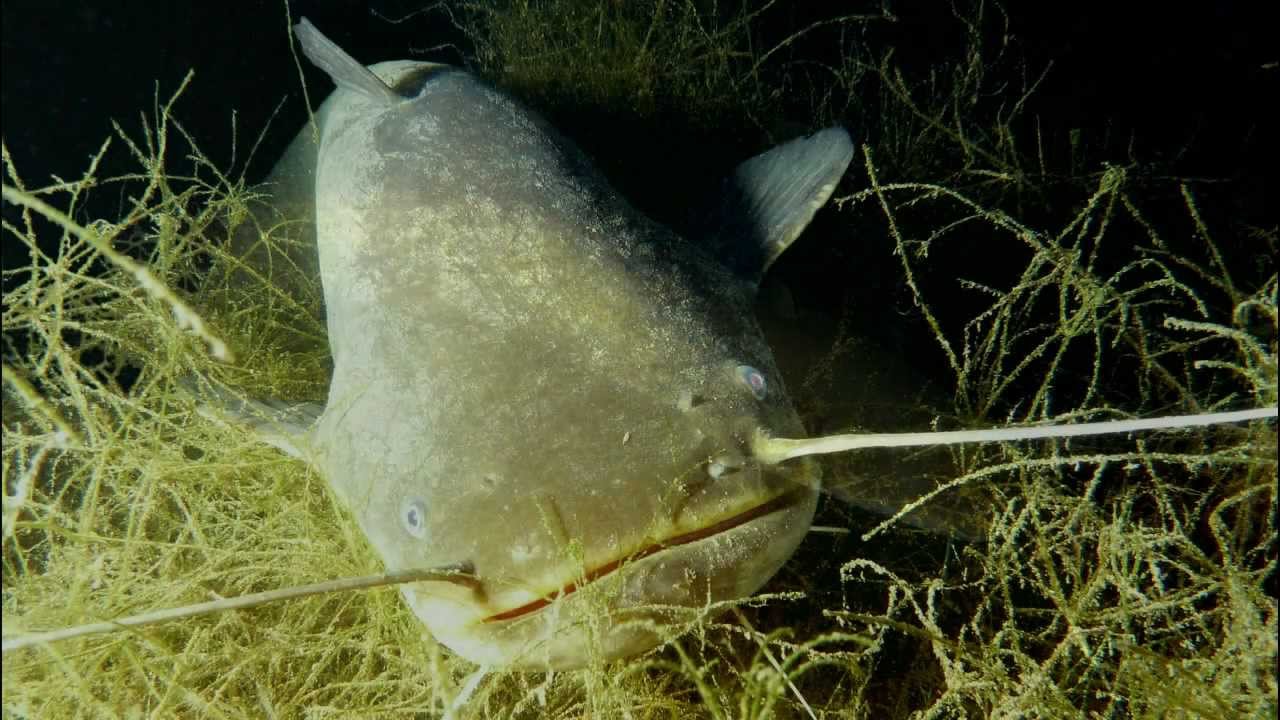 Vogelstangsee Nachttauchgang HD