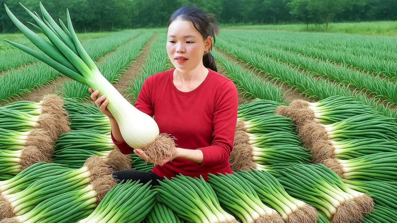 Harvesting spring onion and the process of making rice popcorn to take to market to sell