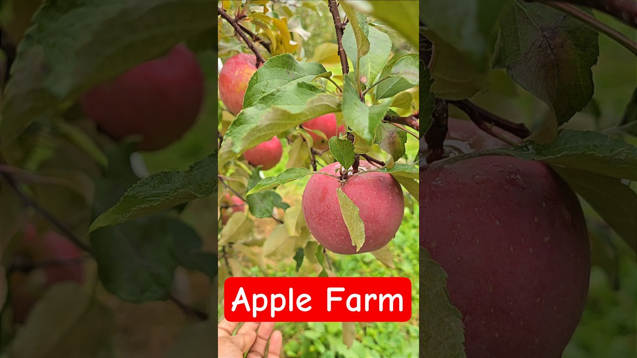 Family Fun at Harada Farm: Apple Picking Adventure!#ApplePicking #HaradaFarm #Numata #Gunma #Japan