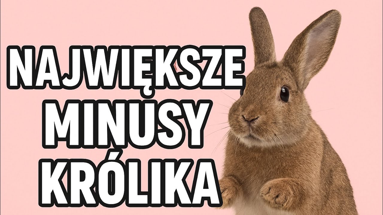 Cała prawda o królikach! 🐇❌ Największe minusy, o których nikt Ci nie mówi!